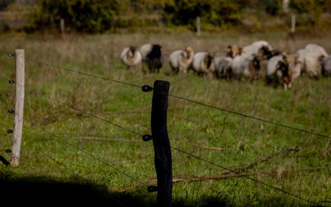 Wolfwerende afrastering bij een schapenhouder in Drenthe. Uit cijfers van BIJ12 blijken ook veel schapen slachtoffer van honden. 