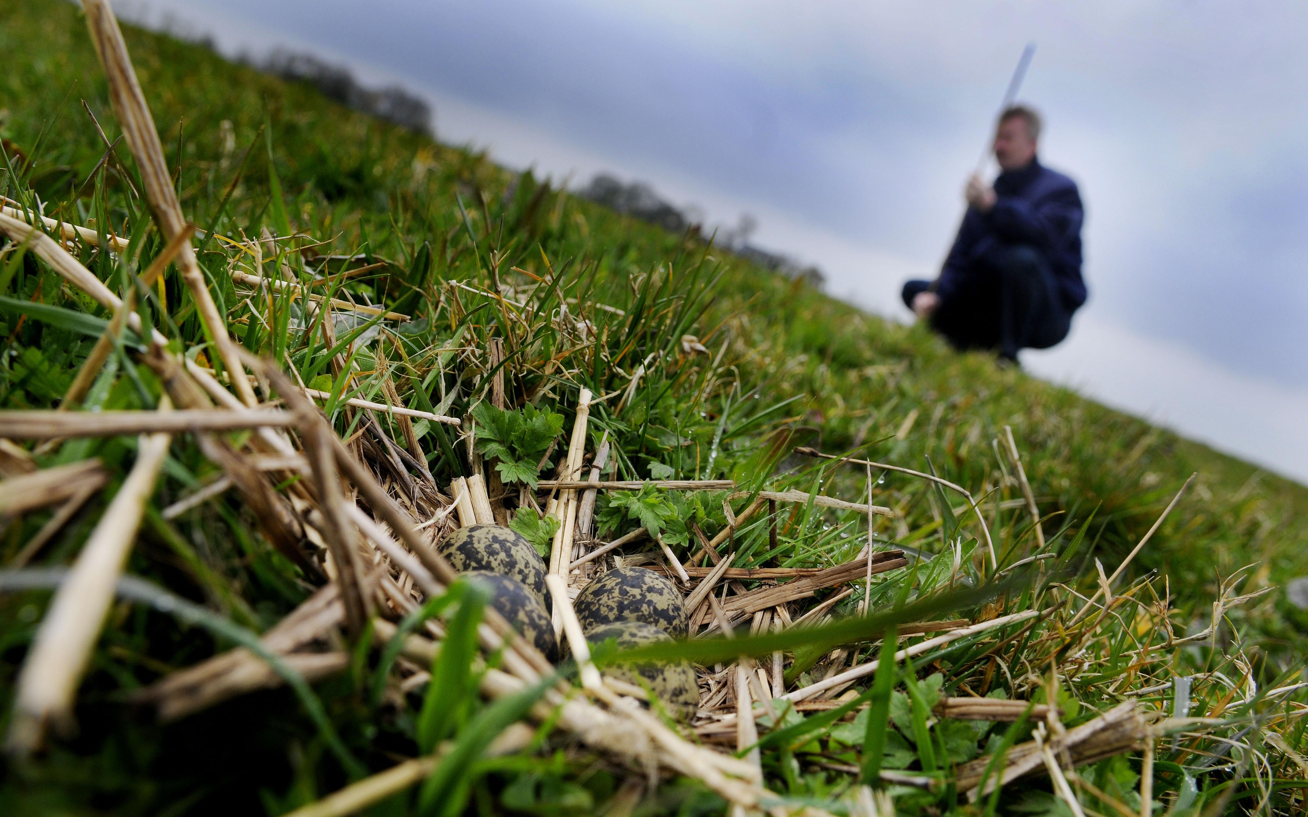 Steenmarter blijft plaag voor weidevogels in De Veenhoop: 'Van de 37 nesten die we zagen, zijn er tw