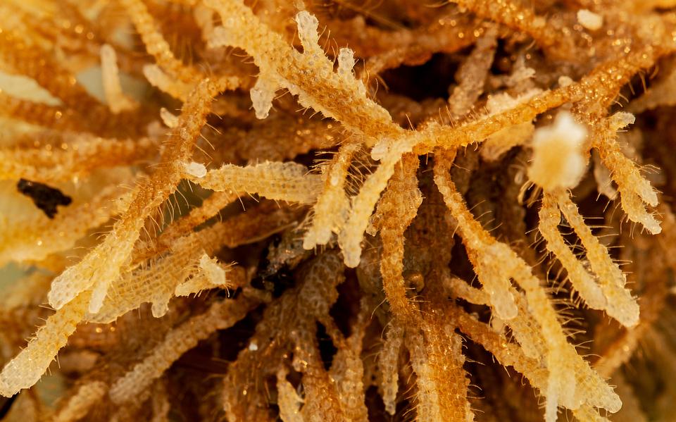 Een 'bosje' mosdiertjes uit een aangestrande kolonie op het strand bij Nes op Ameland, te zien van heel dichtbij. De diertjes zijn zelf maar een millimeter groot.