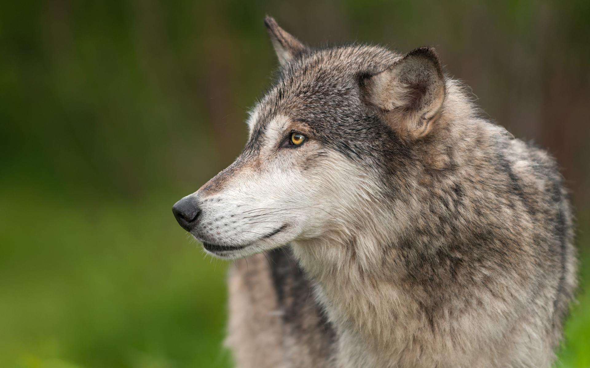 Wolf is veel vaker gezien in Fryslân. Maar liefst 1567 meldingen van wolven en sporen daarvan - Frie