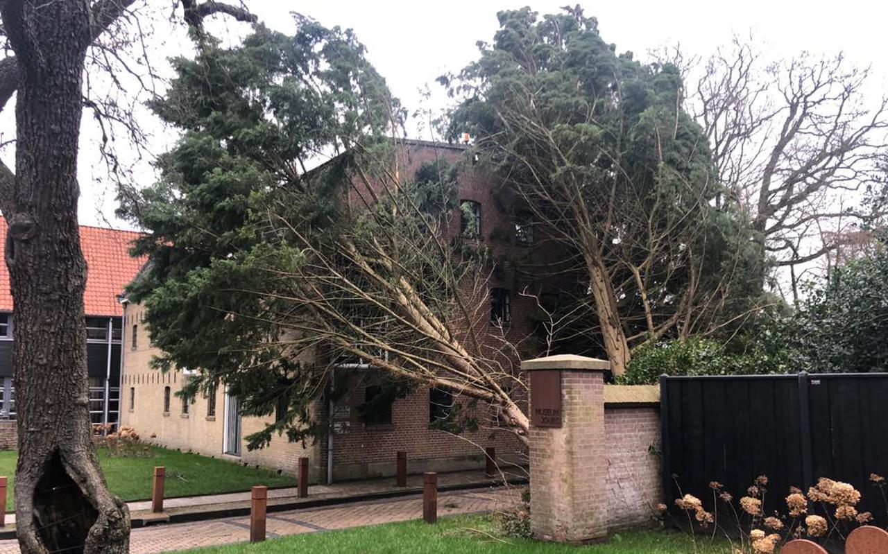 Door storm Eunice belandden twee bomen tegen de gevel van Museum Joure. 