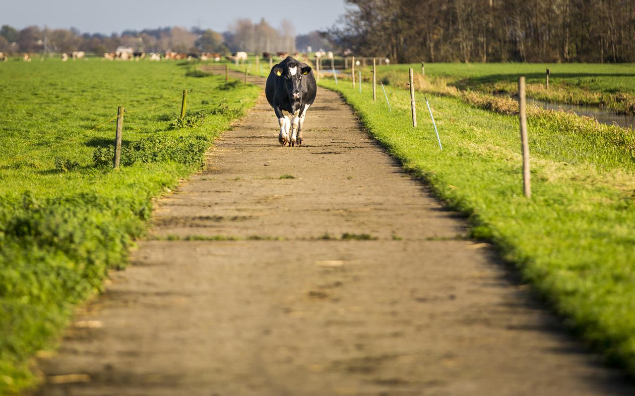 Een koe loopt van het weiland terug naar de stal. 