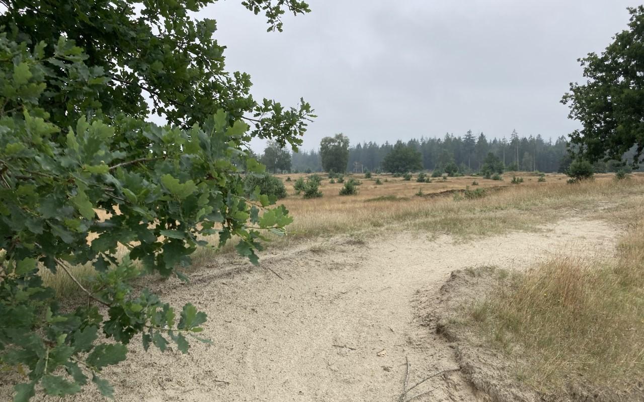 Je kunt heerlijk dwalen over de heide en de zandverstuivingen van het Drents-Friese Wold. Je kunt heerlijk dwalen over de heide en de zandverstuivingen van het Drents-Friese Wold.