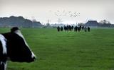 Excursie op boerderij Hasthem Hoeve in Baaium van Anne en Itte Smink.