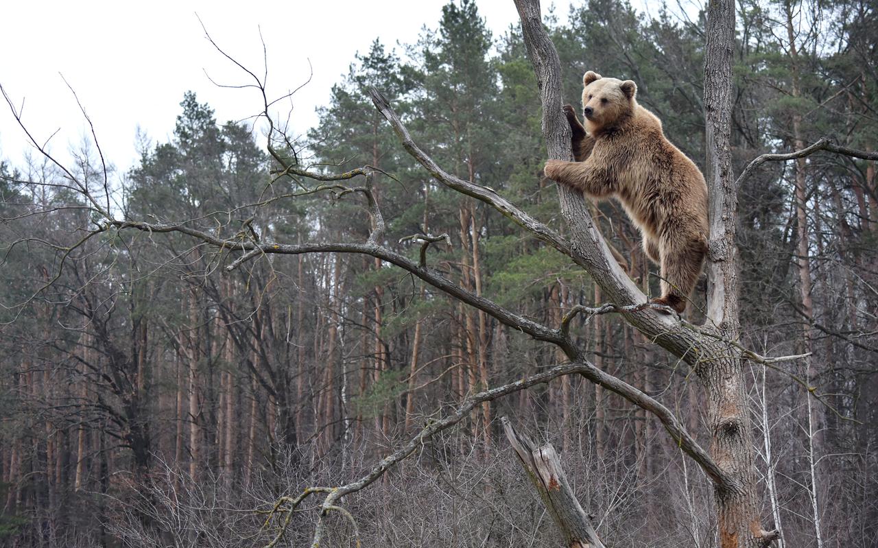 Een beer in een opvangcentrum in Oekraïne. Het land herbergt Europese bizons en bruine beren, lynxen en wolven - allemaal bedreigde soorten.