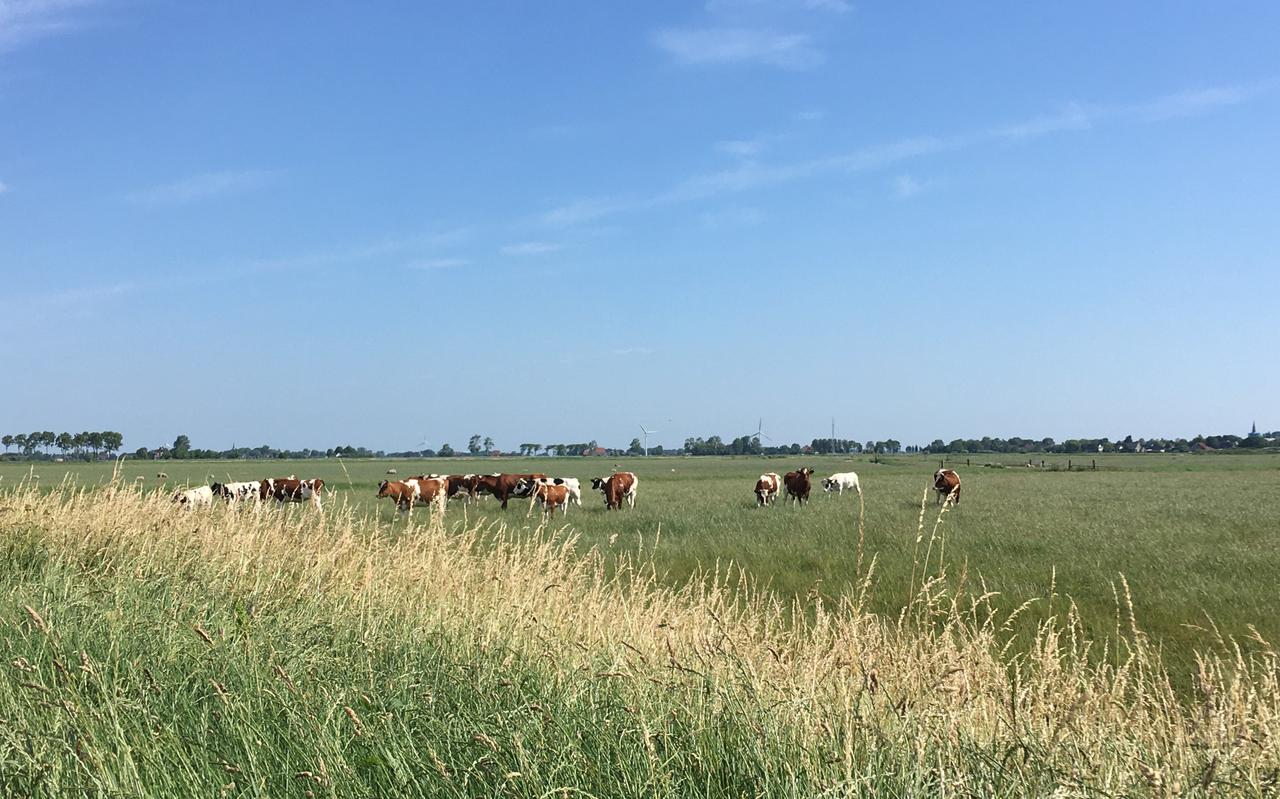 Friese veehouders hoeven wat betreft de provincie niet te vrezen voor intrekken van vergunningen.