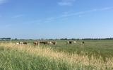 Friese veehouders hoeven wat betreft de provincie niet te vrezen voor intrekken van vergunningen.