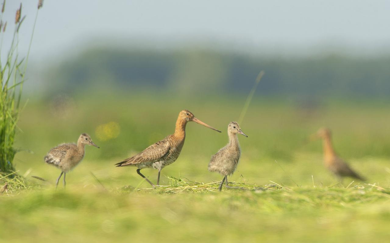 Grutto in de Broeksterpetten bij Augustinusga, in de lente van 2021. Grutto in de Broeksterpetten bij Augustinusga, in de lente van 2021.