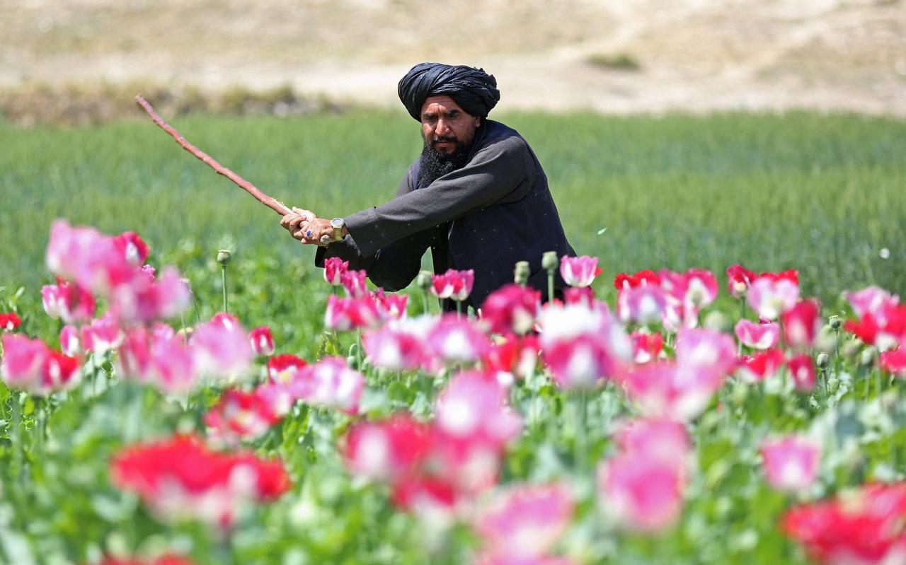 Een talibani gaat met een stok een papaverveld te lijf. Papaver is het basisproduct van harddrugs zoals heroïne en is een belangrijk exportproduct van Afghanistan. Maar de taliban bestrijden de illegale teelt van het gewas met alle macht.