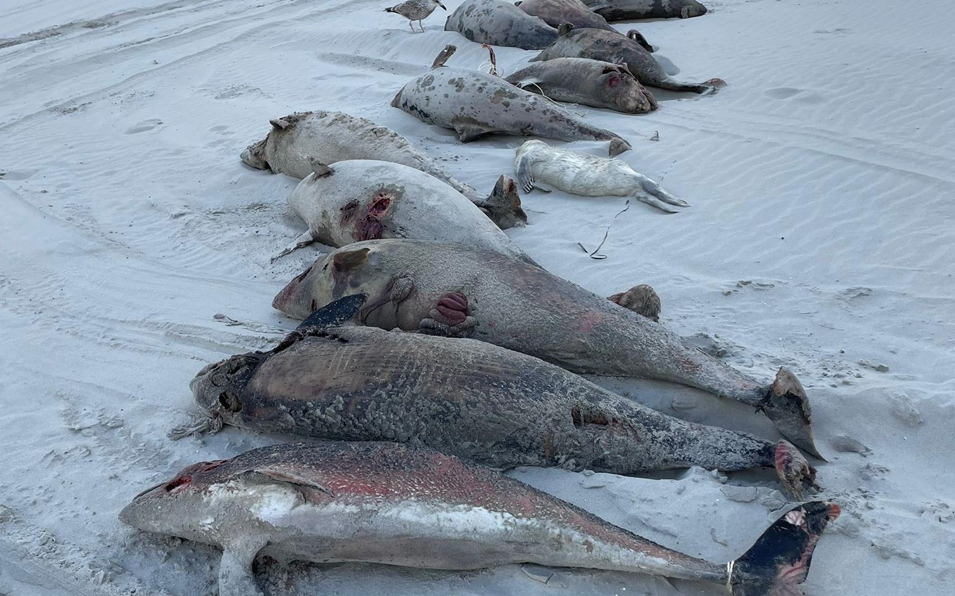 Tientallen dode bruinvissen aangespoeld op Waddeneilanden. Wat is er aan de hand? - Friesch Dagblad
