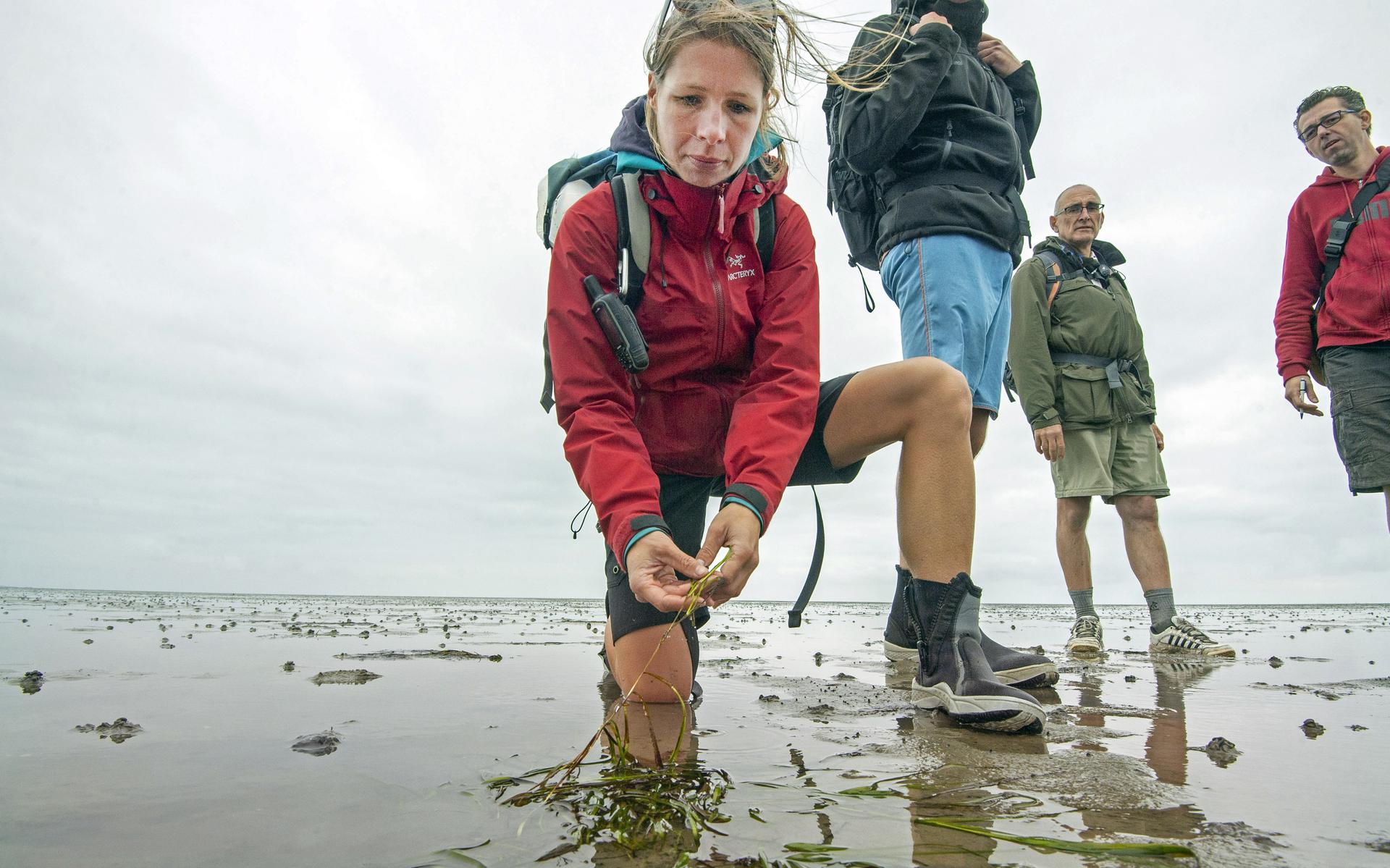 Rijkswaterstaat Start Grootschalig Zeegrasherstelproject In Waddenzee ...