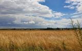 Graanvelden in het westen van Oekraïne.
