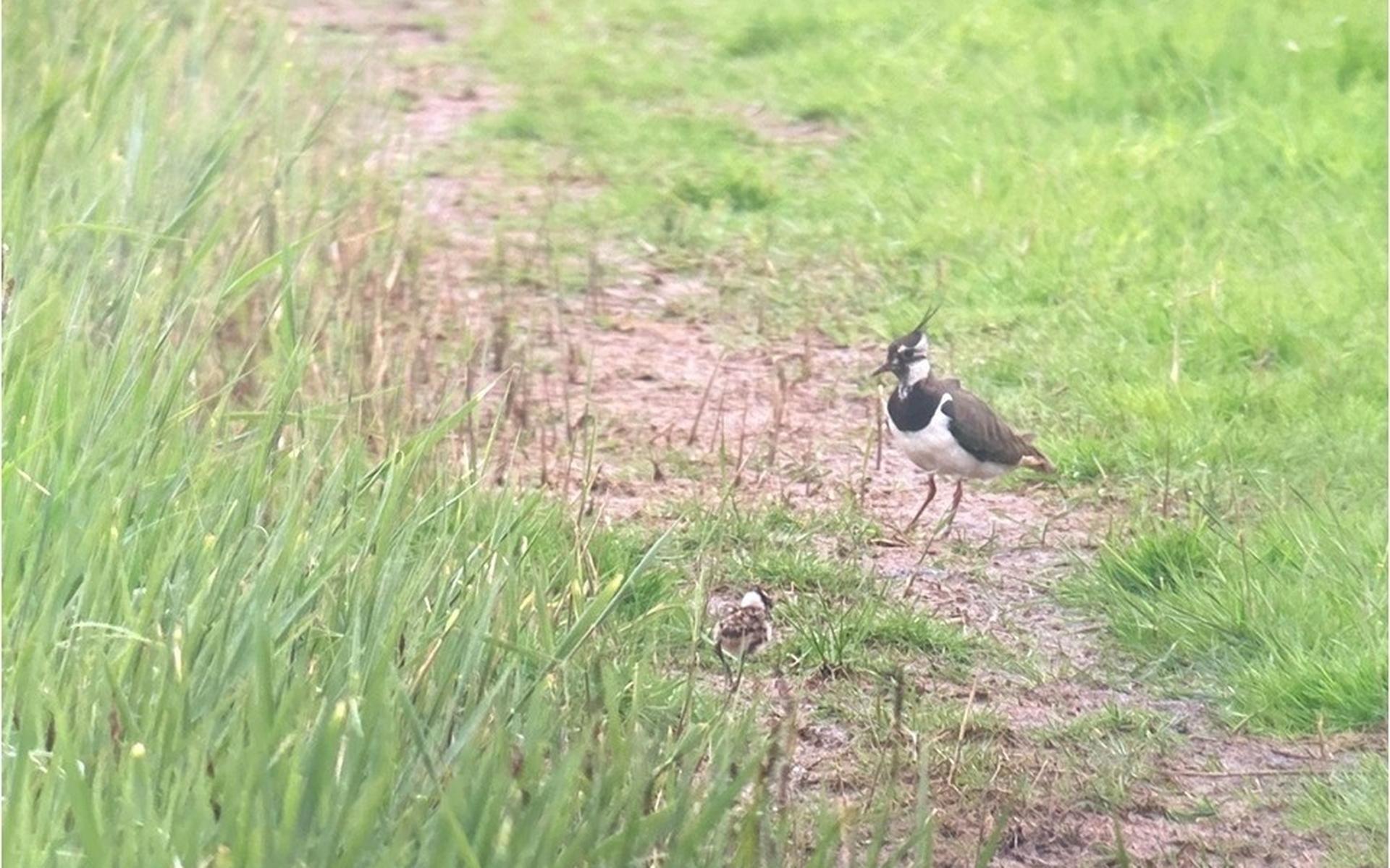 Agrarisch natuurbeheerorganisatie ELAN ziet recordaantal kievitsnesten bij Nij Beets, zeventig in to