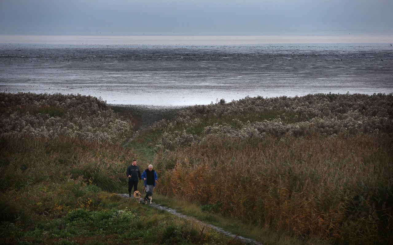Wandelaars laten hun honden uit in het Waddengebied nabij Zwarte Haan. Wandelaars laten hun honden uit in het Waddengebied nabij Zwarte Haan.