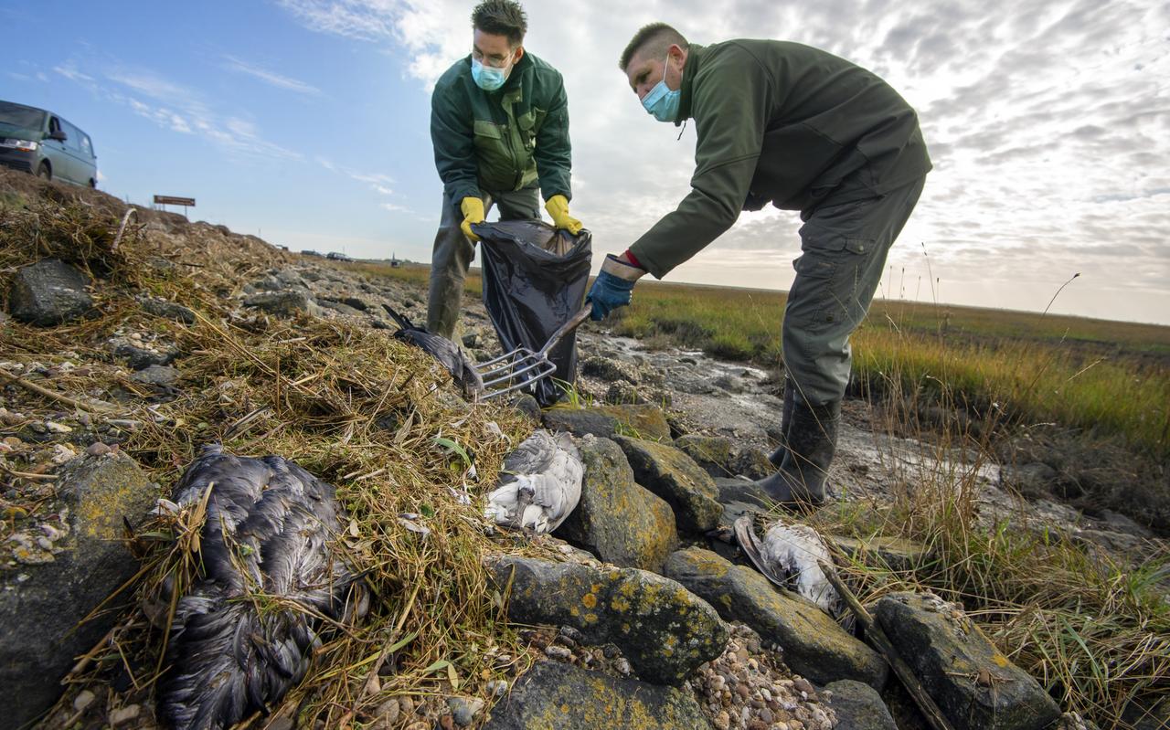 Medewerkers van It Fryske Gea ruimen bij de veerdam van Holwerd, in samenwerking met medewerkers van De Fûgelpits, vogels op die zijn doodgegaan aan de vogelgriep, november vorig jaar. Medewerkers van It Fryske Gea ruimen bij de veerdam van Holwerd, in samenwerking met medewerkers van De Fûgelpits, vogels op die zijn doodgegaan aan de vogelgriep, november vorig jaar.
