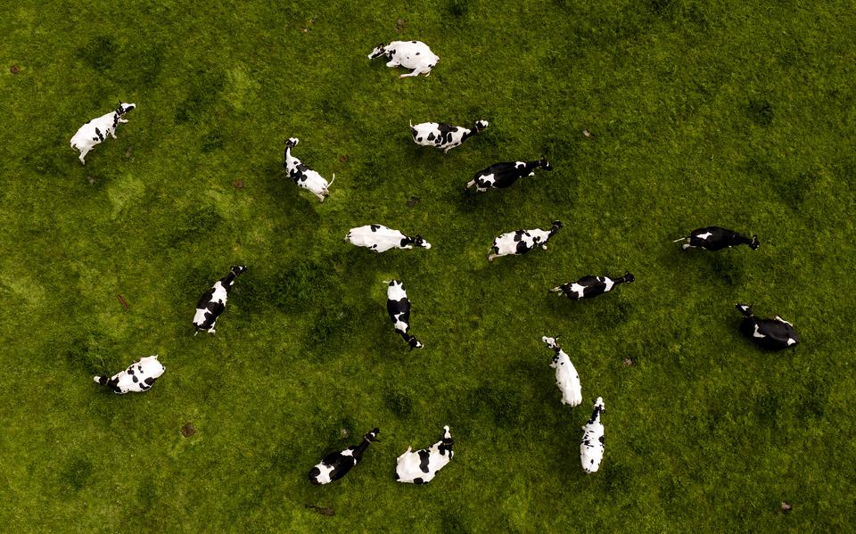 Door met een derde van het aantal koeien door te gaan wisten de boeren op Schiermonnikoog de stikstofuitstoot fors te reduceren. 
