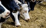 De vergunningen voor twee typen innovatieve emissiearme stalvloeren zijn afgewezen door de Raad van State. 