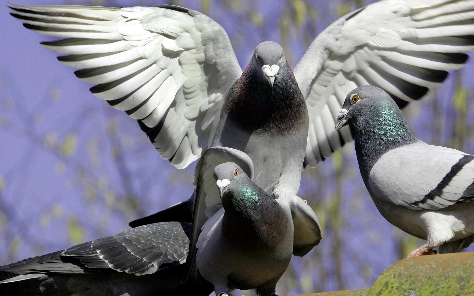 Een hard gelag voor de gebroeders Homma uit Steggerda: postduiven ter waarde van honderdduizenden eu