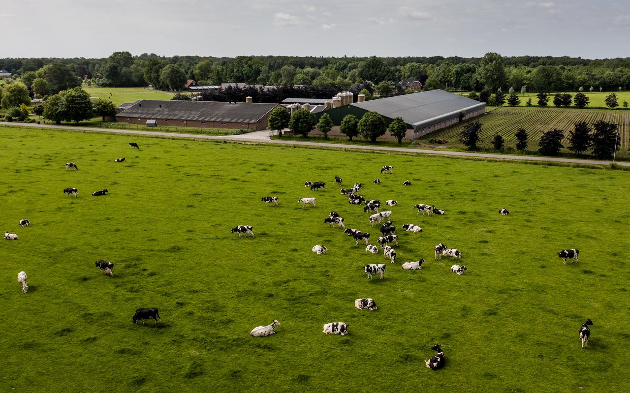 Koeien in een weiland in de Gelderse Vallei, een van de gebieden waar de stikstofuitstoot drastisch naar beneden moet. Koeien in een weiland in de Gelderse Vallei, een van de gebieden waar de stikstofuitstoot drastisch naar beneden moet.