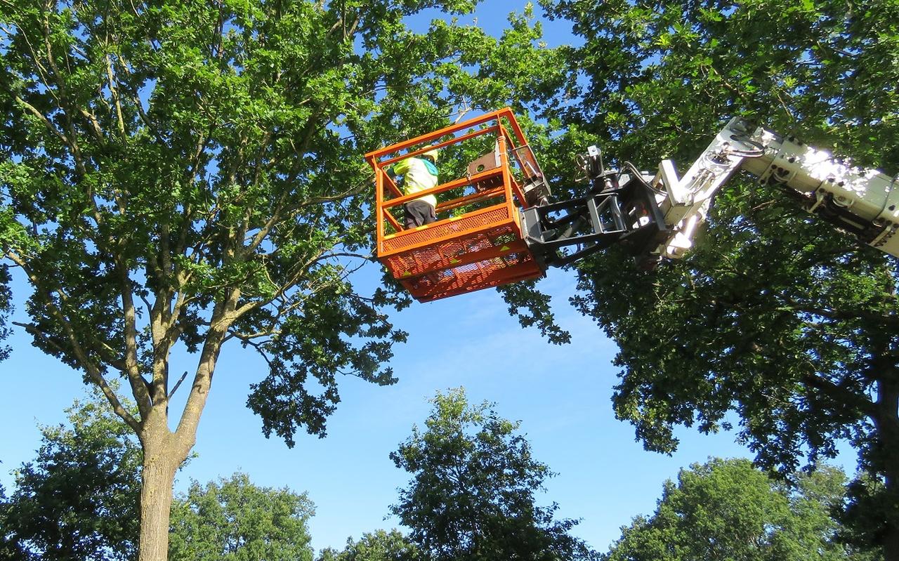 Met een stok wordt het feromoon in de top van de boom aangebracht. Met een stok wordt het feromoon in de top van de boom aangebracht.