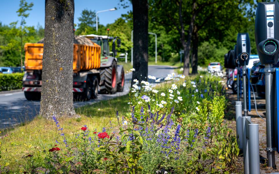 Ondernemers op industrieterreinen Westkern bij Kootstertille hebben nieuwe bomen geplaatst en perkjes ingezaaid met bloemen en ander soorten om insecten aan te trekken. 