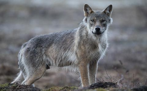 Een wolf op archiefbeeld. 