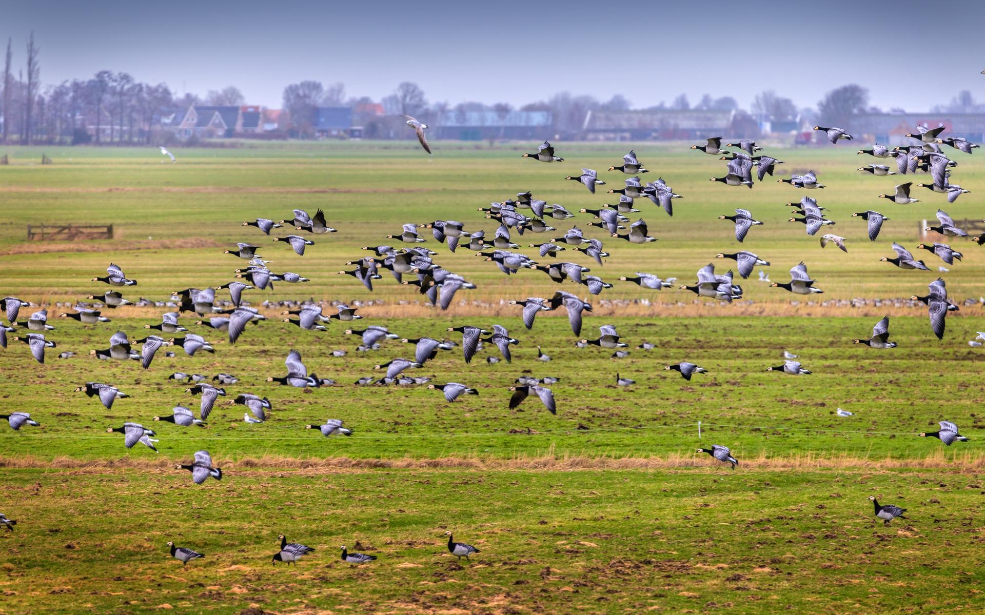 Vraatschade door ganzen moet afnemen, maar hoe? In het nieuwe