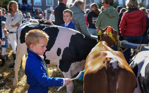 Kinderen poetsen de kalveren.