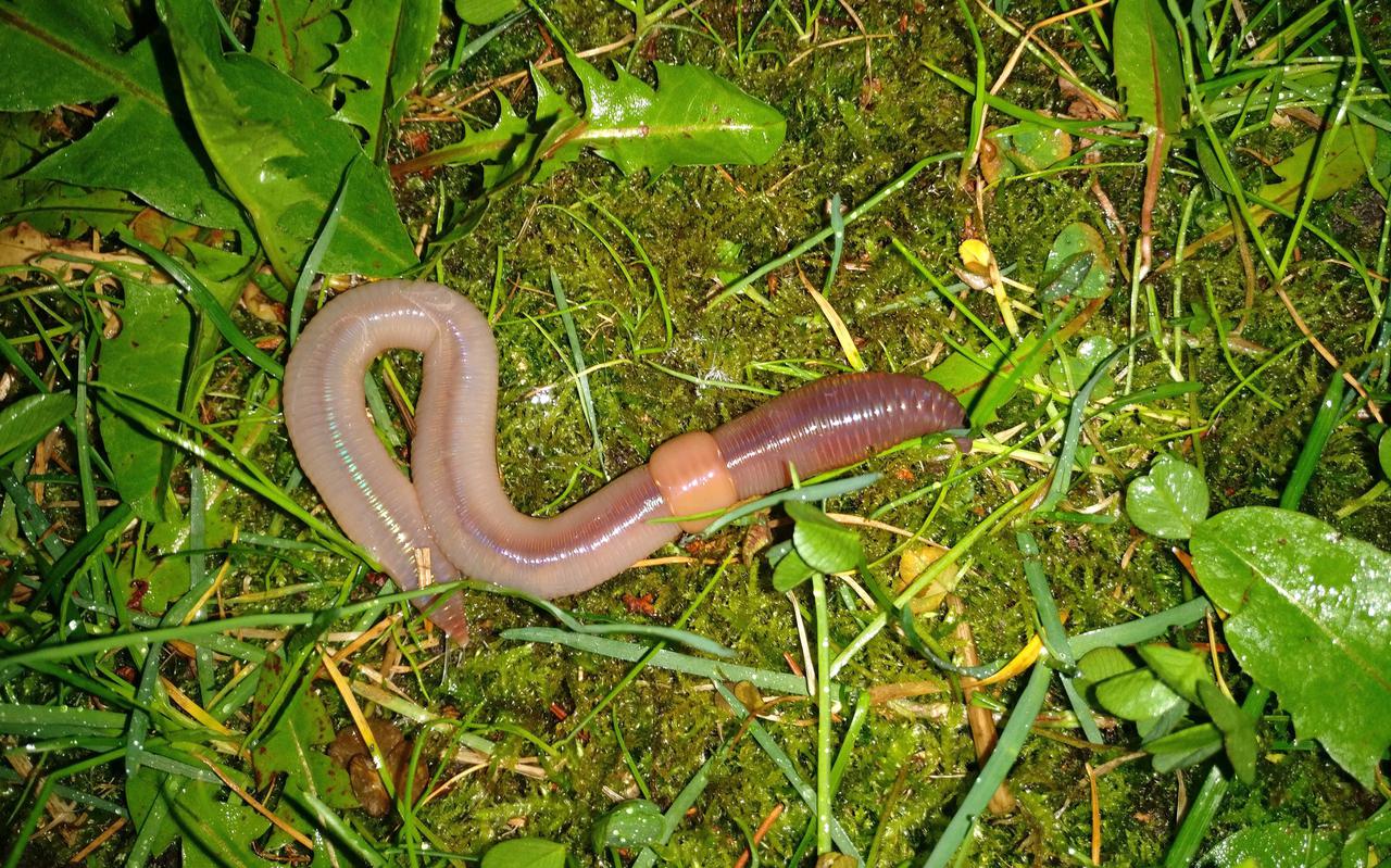 De gewone regenworm (Lumbricus terristris), een van de pendelwormen. Een gang van een regenworm kan wel twintig liter water vasthouden.