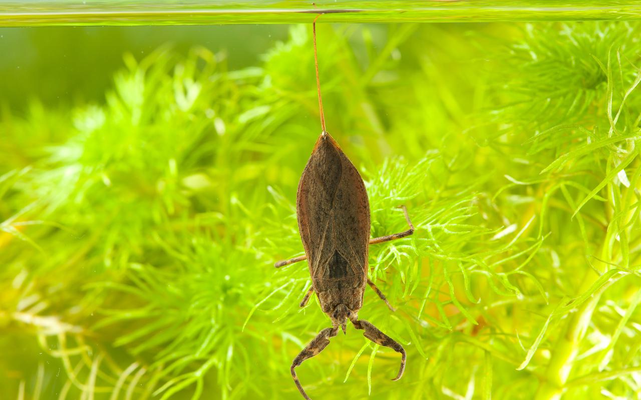 Een waterschorpioen heeft waterplanten nodig om aan vast te klampen en zo zijn adembuis boven het water uit te kunnen steken.