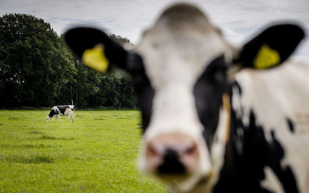 De melkveehouderij zorgt binnen de landbouwsector voor de meeste uitstoot.