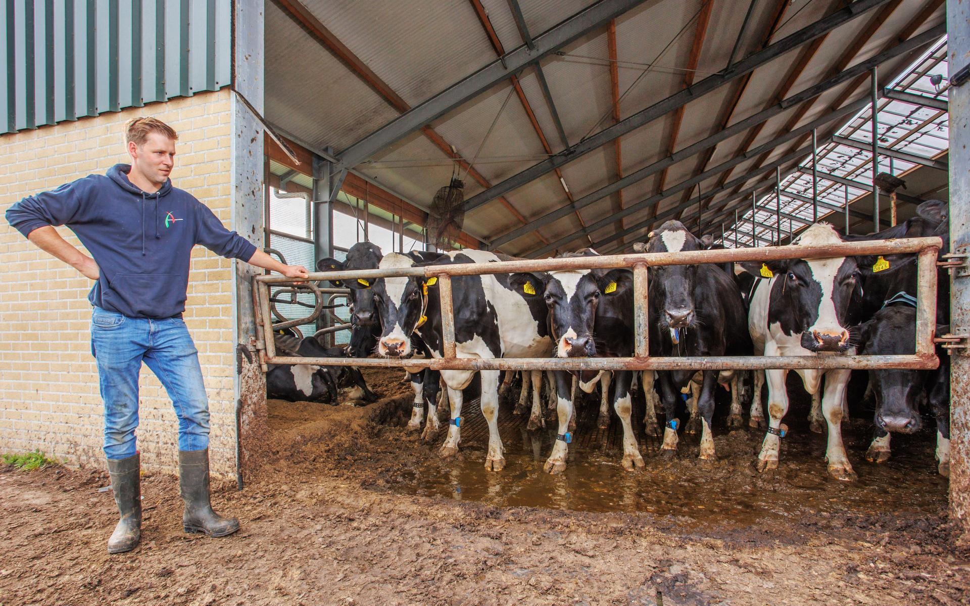 Boer Nick Samsom uit Sonnega houdt zijn 260 melkkoeien net als veel collega's een dag op stal, als p