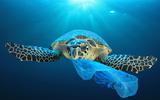 Plastic veroorzaakt op grote schaal vervuiling op het land en in zee. 