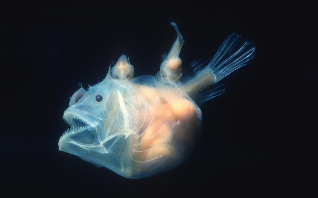 Een zeeduivel in de diepzee.