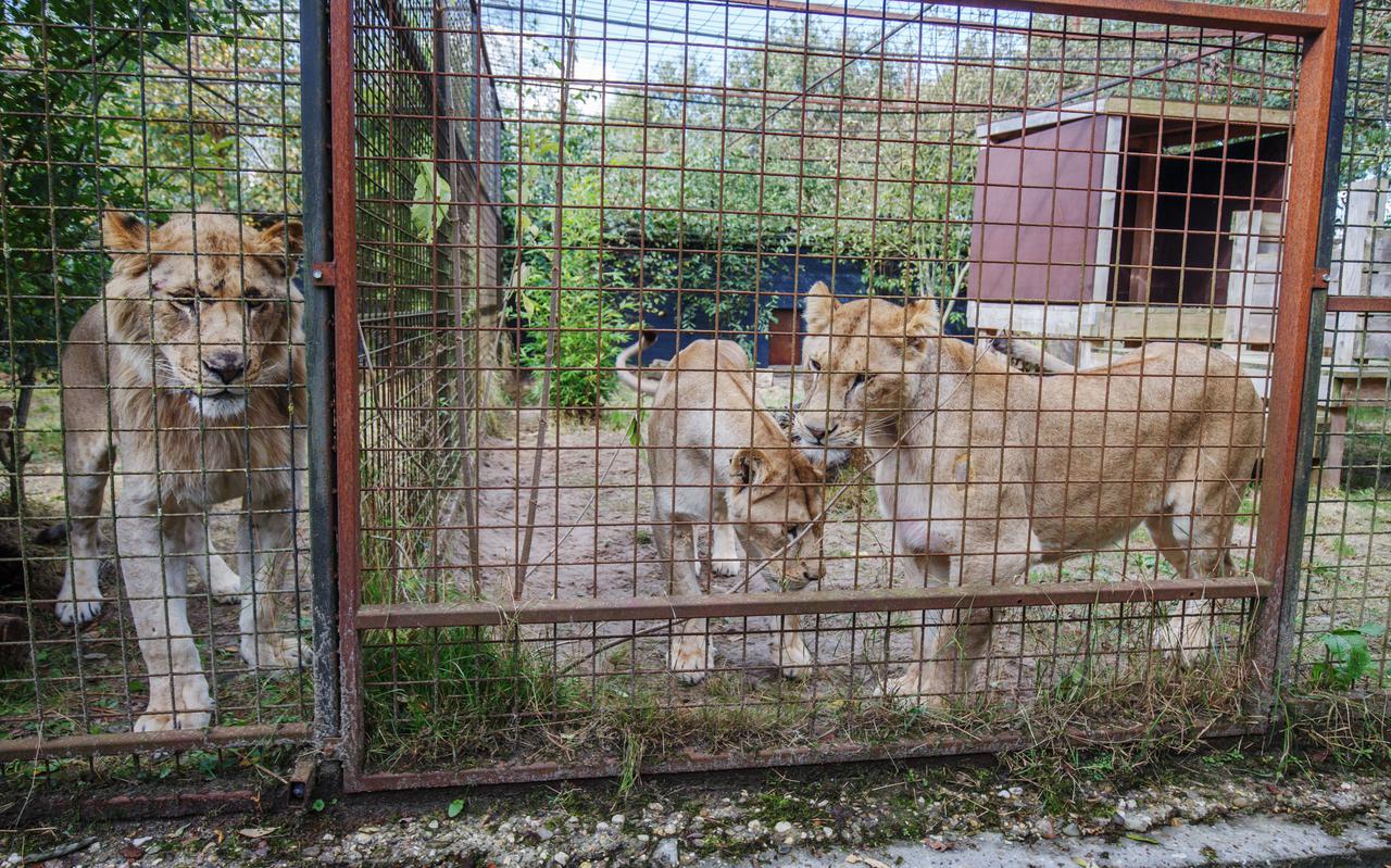 Verwaarloosde Roemeense leeuwen opgevangen door FELIDA in Nijeberkoop.