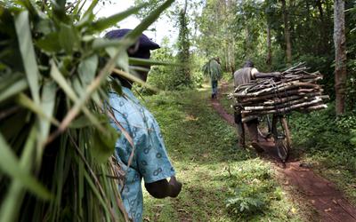 Houtkap in het Mabira regenwoud in Oeganda. Veel bos verdwijnt ten gevolge van de suikerproductie. 