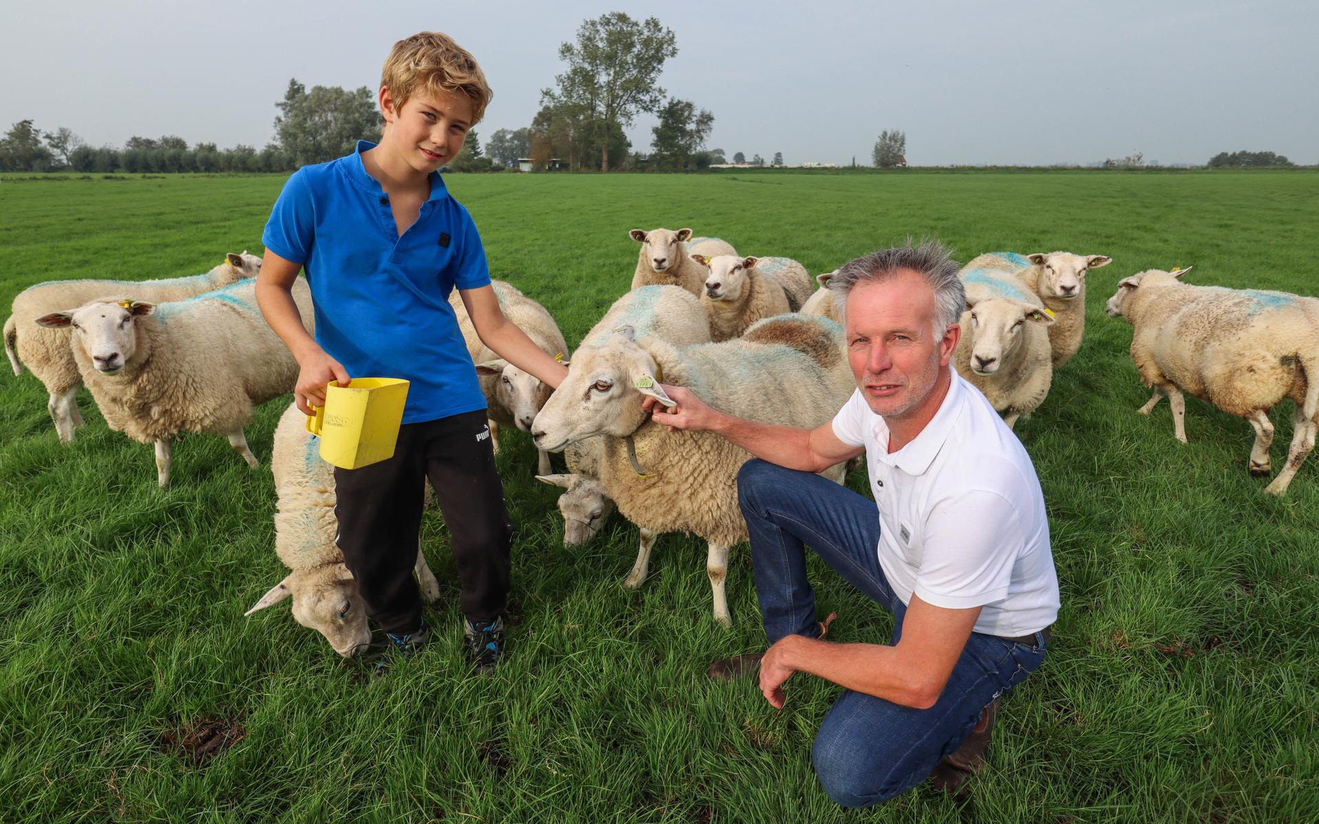 Blauwtong in Fryslân: ‘We moeten hier gewoon doorheen’