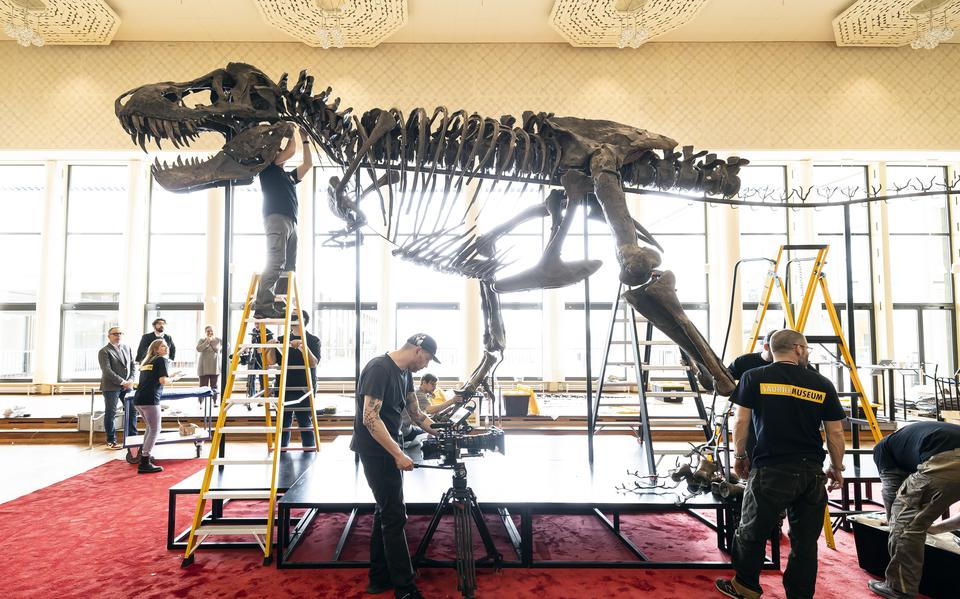  Tyrannosaurus rex Trinity wordt in concertzaal Tonhalle in Zürich in elkaar gezet.