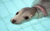Een zeehond verstrikt in plastic.