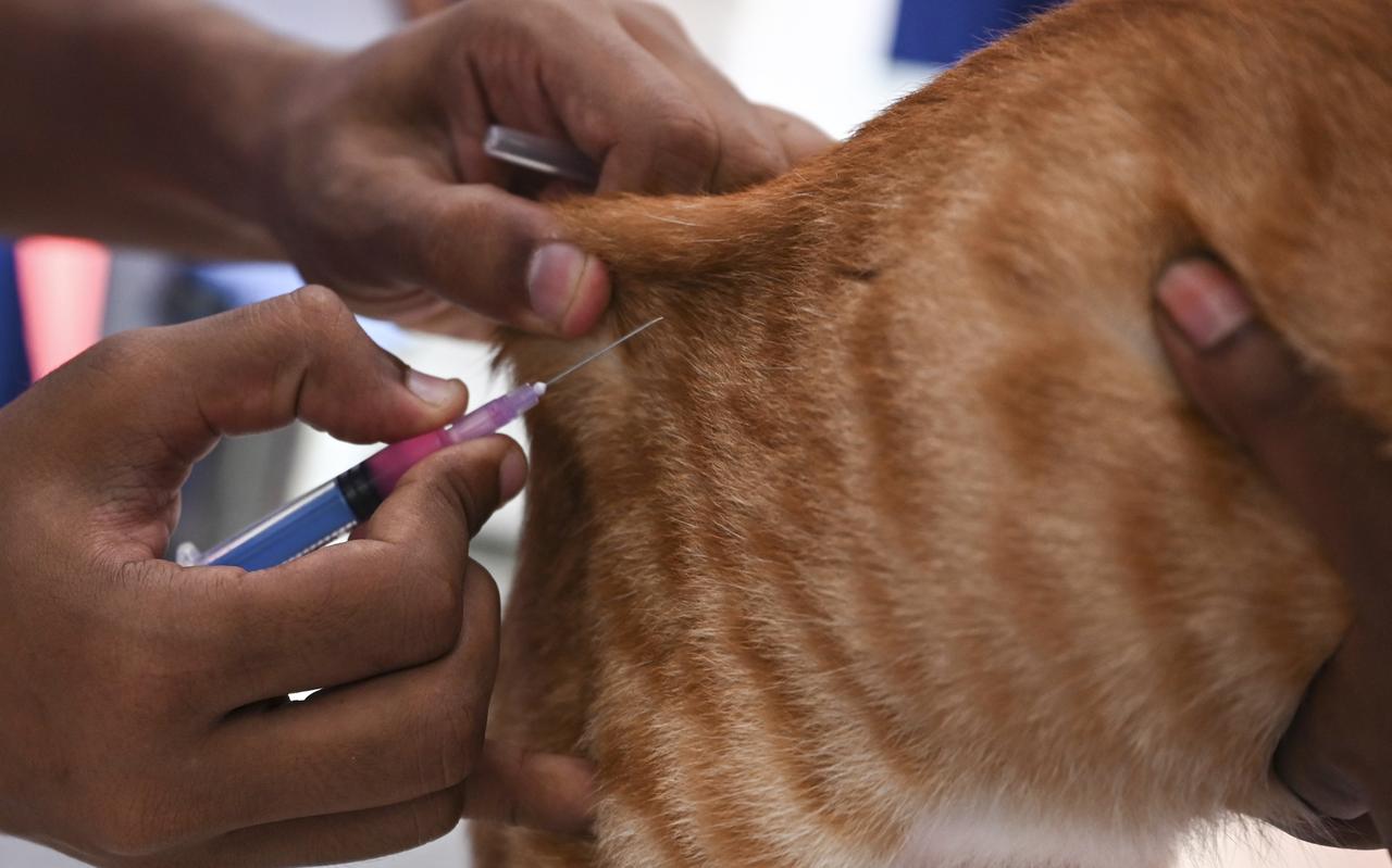 Kat bij de dierenarts. Kat bij de dierenarts.