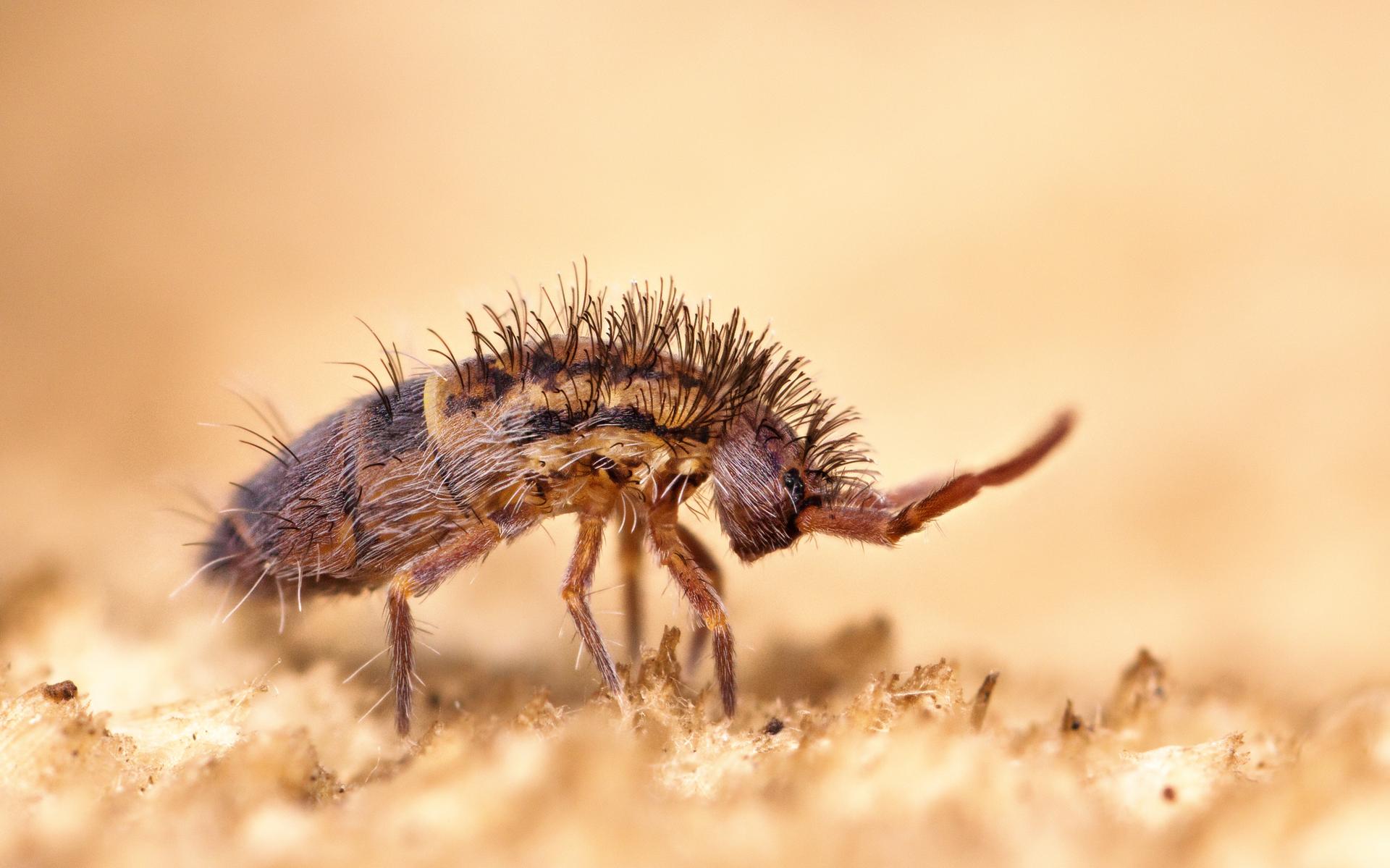 Het mag dan een bijna onzichtbaar beestje zijn, het springstaartje heeft vele bijzonderheden, zoals 