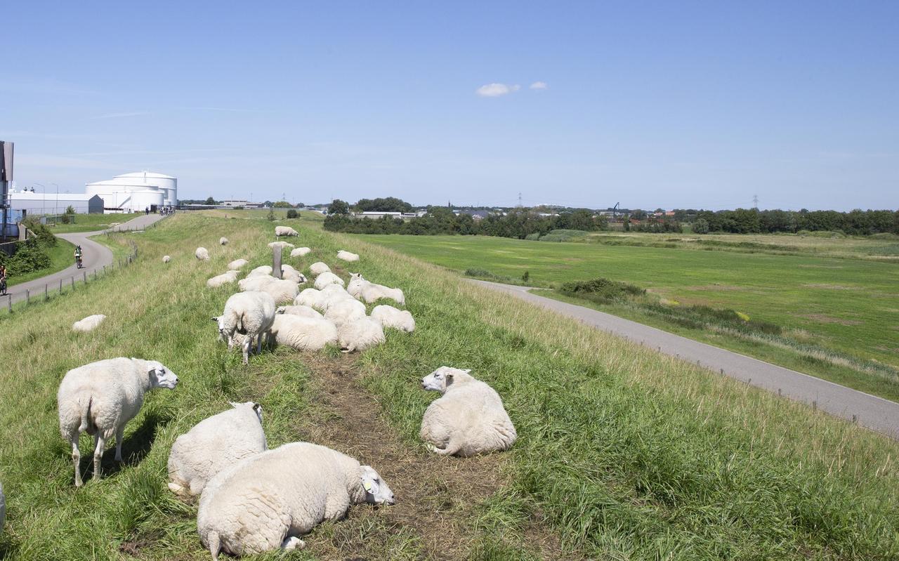 Schapen op de dijk. Schapen op de dijk.