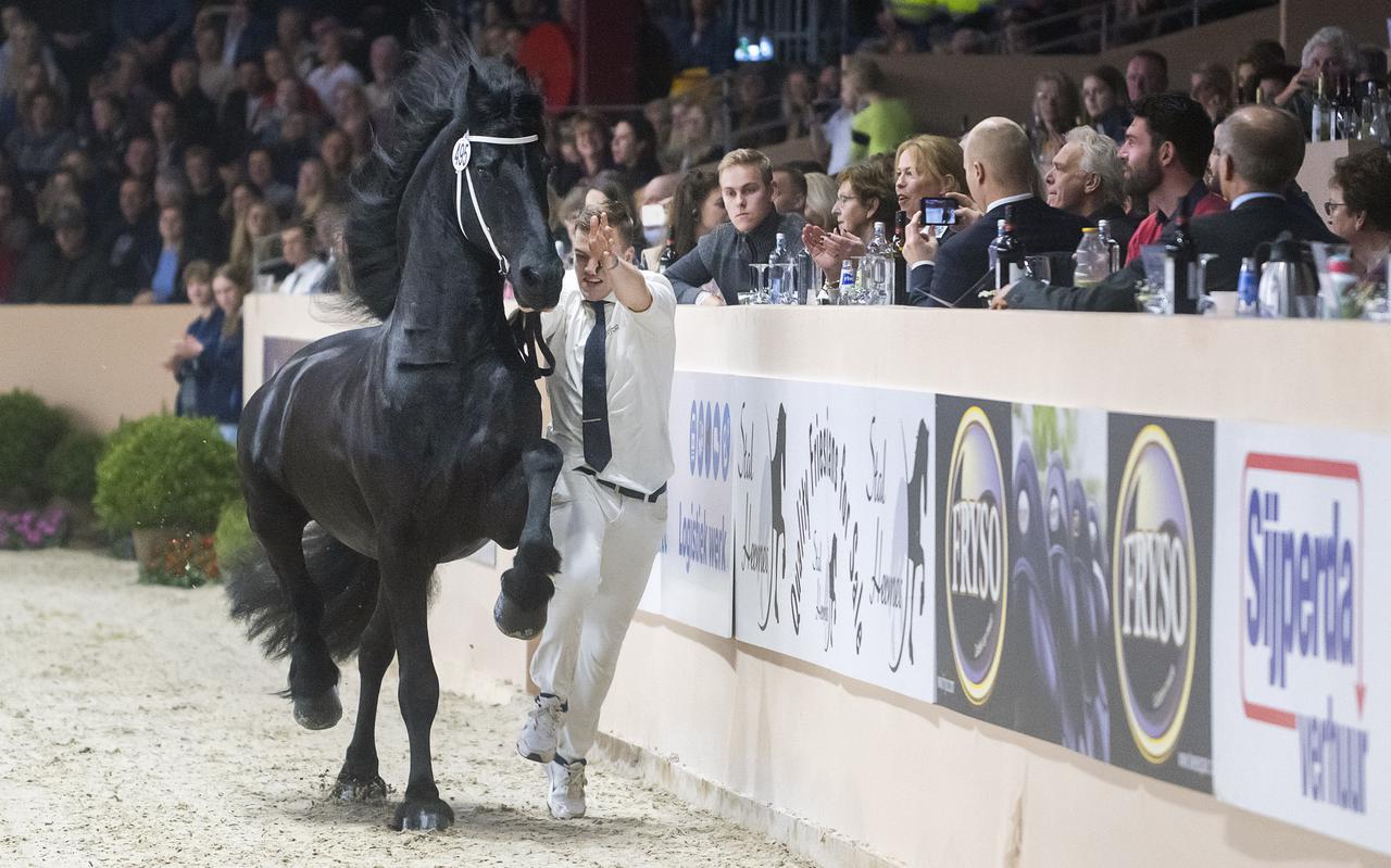 Friese Hengstenkeuring Weer Als Vanouds In Bomvol WTC Expo In Leeuwarden Het Friese Paard