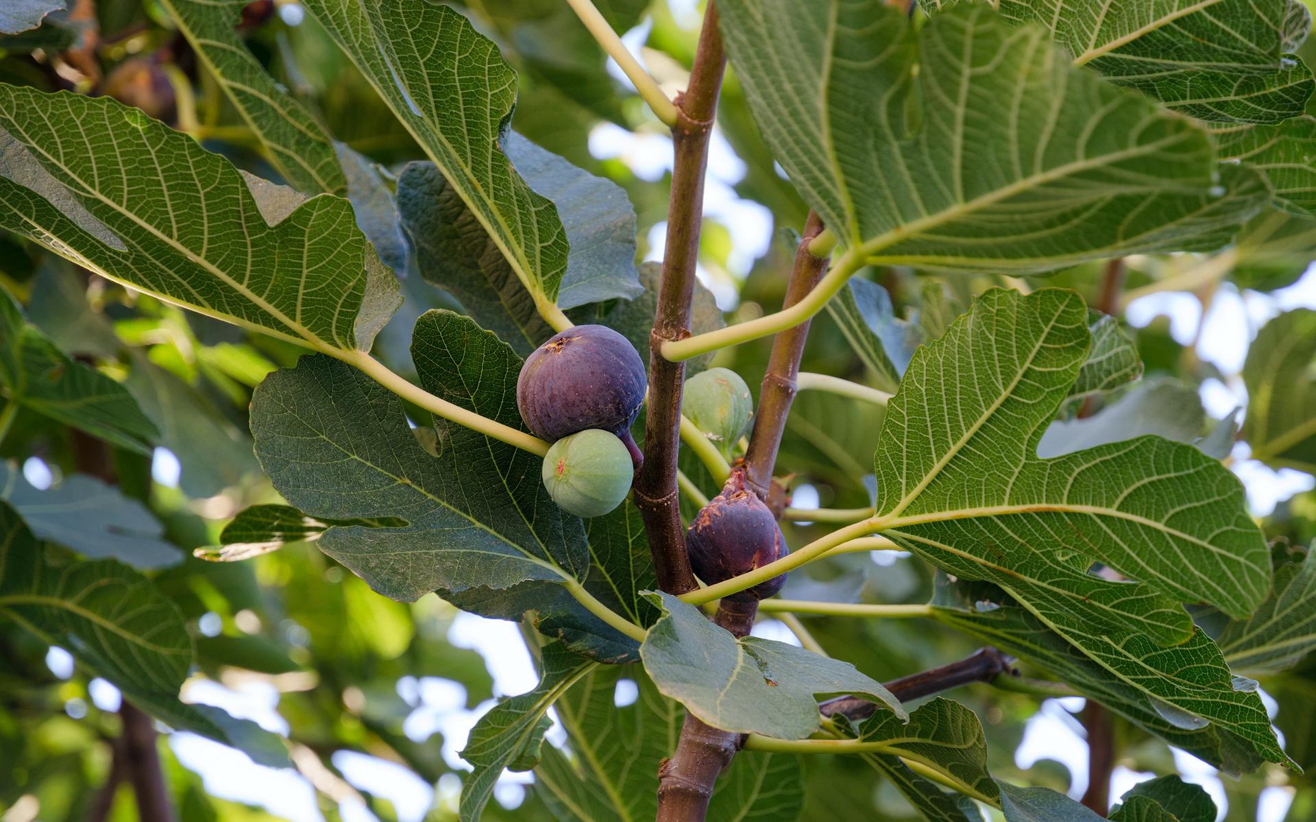 Bladeren en vrucht van een vijgenboom. 
