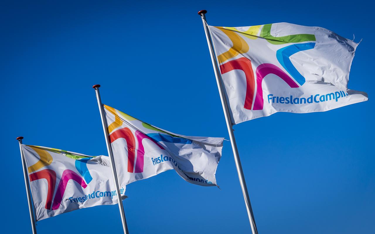 Vlaggen van zuivelconcern FrieslandCampina. Vlaggen van zuivelconcern FrieslandCampina.