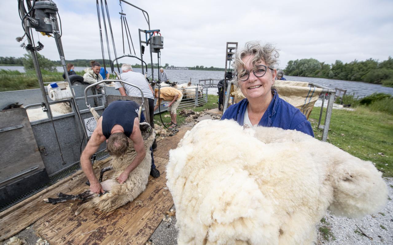 De open scheerdag van vorig jaar leverde wol voor prachtige kleden op. De open scheerdag van vorig jaar leverde wol voor prachtige kleden op.