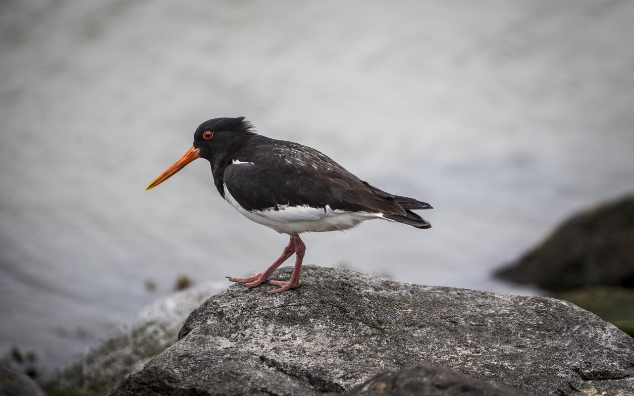 Een scholekster bij de Waddenzee in de omgeving van Schiermonnikoog. Een scholekster bij de Waddenzee in de omgeving van Schiermonnikoog.