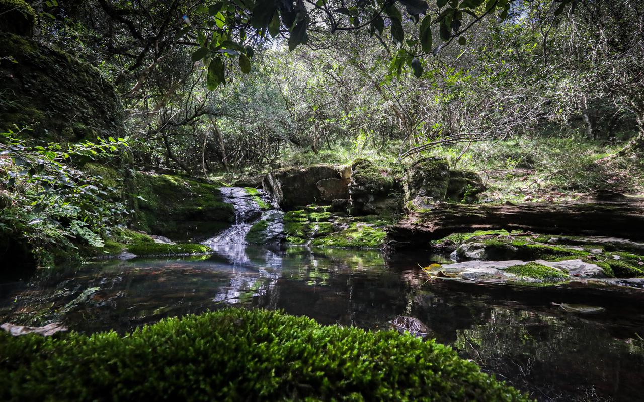 Nationaal park Valle del Lunarejo in Uruguay. Ongeveer 40 procent van de onontdekte boomsoorten bevindt zich waarschijnlijk in Zuid-Amerika.