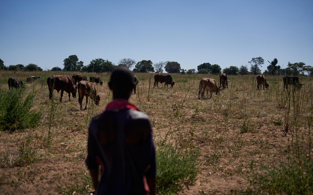 Een Zimbabwaanse boer kijkt naar zijn vee. Een Zimbabwaanse boer kijkt naar zijn vee.