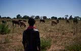 Een Zimbabwaanse boer kijkt naar zijn vee. 